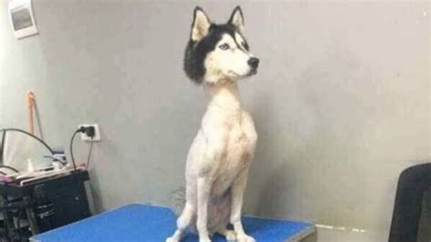 The most cosmetic option would be to do as much now for desheding as reasonable to your schedule and arm fatigue and the dog&x27;s patience and either instruct them to continue brushing or bring the dog back in a week to work more. . Shaved husky reddit